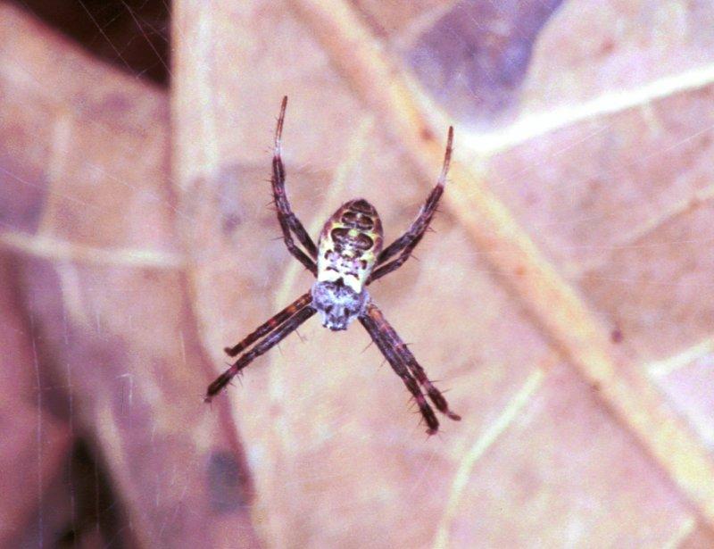 Argiope_ZZXYX_F1786_Z_86_Kakadoo NP_Australie.jpg